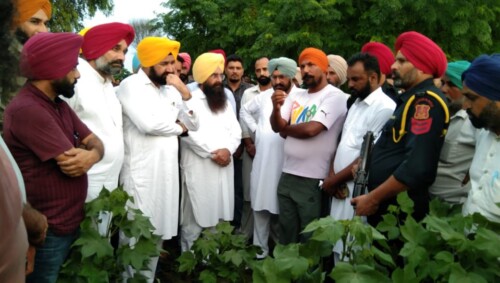 GURMEET SINGH KHUDIAN ASSESSES COTTON CROP IN MANSA