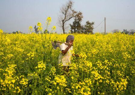 Punjab’s